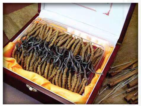 工农冬虫夏草回收